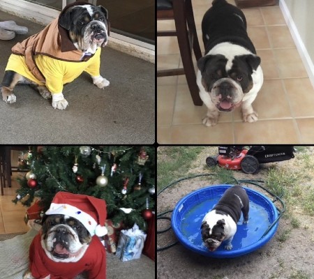 Images of Baloo, a French Bulldog, wearing different costumes